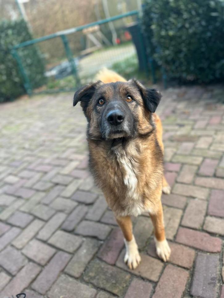 Chester, lieve allemansvriend medium reu gec 1,5jaar, Dieren en Toebehoren, Honden | Niet-rashonden, Middel, Reu, Particulier