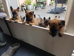 Pups mechelse herders, Reu, Meerdere, Herder, Nederland