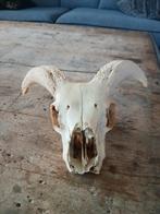 Geitenschedel met Hoorns - Decoratief, Ophalen