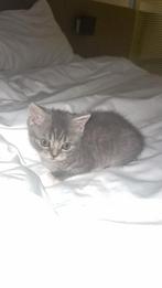 Britse korthaar kitten, Kater, Ontwormd