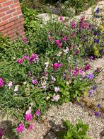 Siererwten biologisch zaad, Tuin en Terras, Planten | Tuinplanten, Volle zon, Eenjarig, Ophalen of Verzenden, Klimplanten