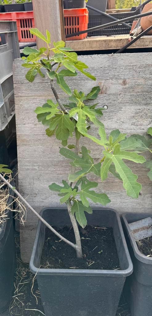 Vijgenboom Black Donov 1 meter 3 jaar oud, Tuin en Terras, Planten | Fruitbomen, Vijgenboom, Minder dan 100 cm, Volle zon, Lente