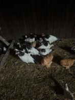 2 hennen + 1 haan lakenvelders, Dieren en Toebehoren, Pluimvee, Meerdere dieren, Kip