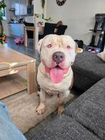 American Bully XXL, Dieren en Toebehoren, Honden | Bulldogs, Pinschers en Molossers, Rabiës (hondsdolheid), Reu, 1 tot 2 jaar