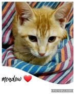 Meadow wacht al meer dan 3 jaar in het asiel, Poes, Kortharig, 3 tot 5 jaar