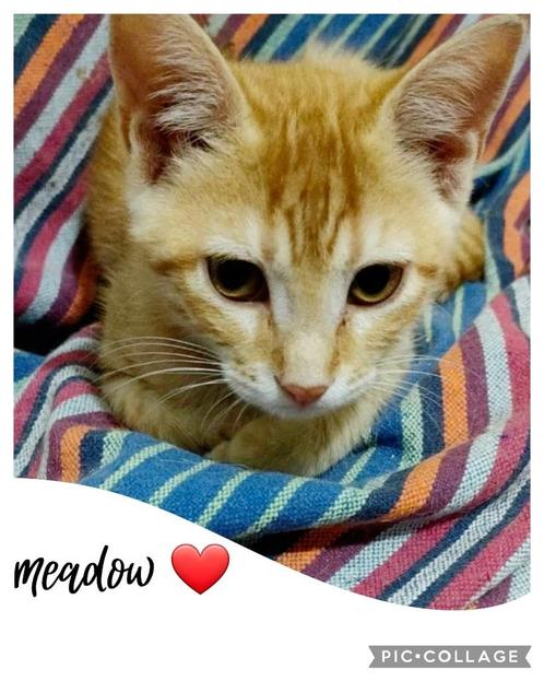 Meadow wacht al meer dan 3 jaar in het asiel, Dieren en Toebehoren, Katten en Kittens | Overige Katten, Kortharig, Poes, 3 tot 5 jaar