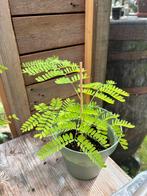 Flamboyant Delonix regia, Ophalen, Volle zon, Overige soorten, Minder dan 100 cm