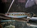 Channa pleurophtalma, Vis, Zoetwatervis