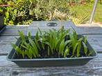 TRACHYCARPUS FORTUNEI eerstejaars zaailingen, Ophalen of Verzenden, Overige soorten, Volle zon