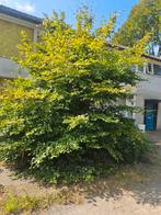 Klusser gezocht? Meubels, tuin & montage – Breda e.o., Ophalen of Verzenden, Volle zon, Overige soorten