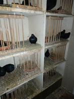 Nestkasten broedhokken duiven, Dieren en Toebehoren, Ophalen of Verzenden, Hout, Broedkooi of Kweekkooi