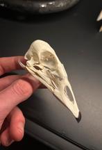 Schedel Rotgans, Verzamelen, Ophalen of Verzenden, Zo goed als nieuw