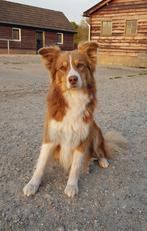 Australian shepherd x border collie reu, Dieren en Toebehoren, 6 jaar of ouder, Nederland, Reu, CDV (hondenziekte)