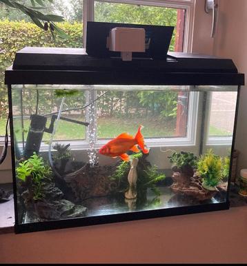 Compleet Juwelaquarium 60x30x40 ZONDER goudvis en toebehoren beschikbaar voor biedingen