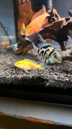 Labidochromis yellow Malawi cichlide, Dieren en Toebehoren, Vissen | Aquariumvissen, Vis