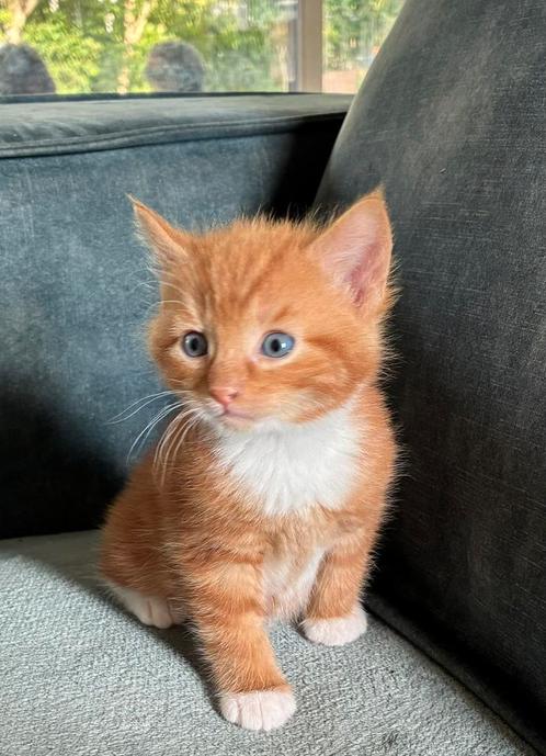 Lieve sociale kittens, Dieren en Toebehoren, Katten en Kittens | Overige Katten, Meerdere dieren, 0 tot 2 jaar