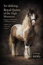 Valkbonte tinker hengst met maanoog ter dekking!, Hengst