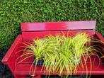 te koop siergras Carex oshimensis Everillo, Vaste plant, Siergrassen, Ophalen of Verzenden, Halfschaduw
