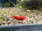 Red Ruby Extreme, Dieren en Toebehoren, Vissen | Aquariumvissen, Kreeft, Krab of Garnaal