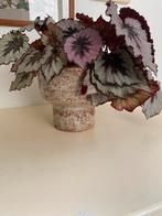 Begonia, Ophalen, Minder dan 100 cm