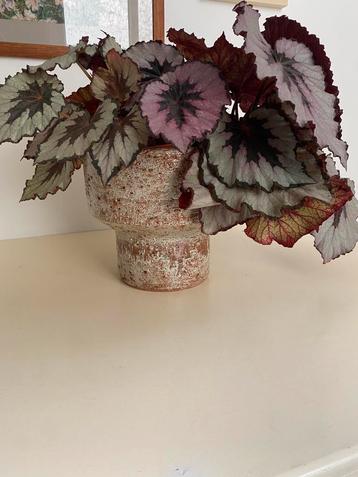 Begonia beschikbaar voor biedingen