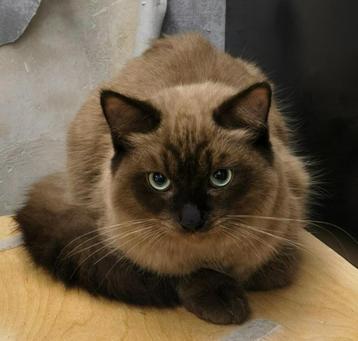 Ragdoll (dek) kater. beschikbaar voor biedingen