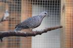 1-1 kweekkoppel kleine parelhalstortels, Dieren en Toebehoren, Vogels | Overige Vogels, Meerdere dieren, Geringd