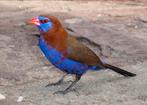Zeer mooie purpergranaat astilde (Granatina ianthinogaster), Dieren en Toebehoren, Mannelijk, Tropenvogel, Geringd
