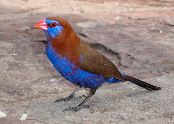 Zeer mooie purpergranaat astilde (Granatina ianthinogaster), Dieren en Toebehoren, Vogels | Overige Vogels, Tropenvogel, Mannelijk