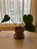 Monsterra young plants, Ophalen, Halfschaduw, In pot, Minder dan 100 cm