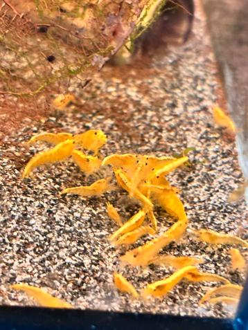 Gele neocaridina garnalen beschikbaar voor biedingen