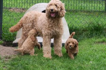 Medium Goldendoodle pups beschikbaar voor biedingen