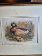 Prent - Wilde Eend (Anas boschas/platyrhynchos), Ophalen of Verzenden