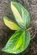 Epipremnum Marble Planet Variegata #1, Overige soorten, Minder dan 100 cm, Groene kamerplant, Halfschaduw