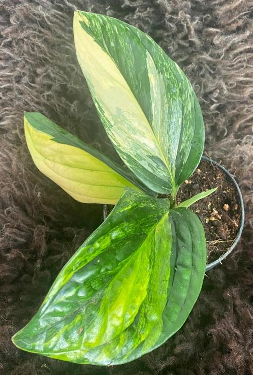 Epipremnum Marble Planet Variegata #1, Huis en Inrichting, Kamerplanten, Overige soorten, Minder dan 100 cm, Groene kamerplant