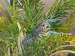 Prachtige jonge Blauwe Florida Kreeften, Dieren en Toebehoren, Kreeft, Krab of Garnaal, Zoetwatervis