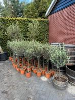 Olijfboompjes | groothandel prijzen | opruiming, Tuin en Terras, Planten | Bomen, Ophalen, Volle zon, Overige soorten, Minder dan 100 cm
