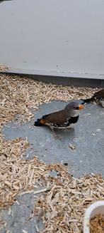 Diamantvink Koppel, Dieren en Toebehoren, Vogels | Overige Vogels, Meerdere dieren, Tropenvogel