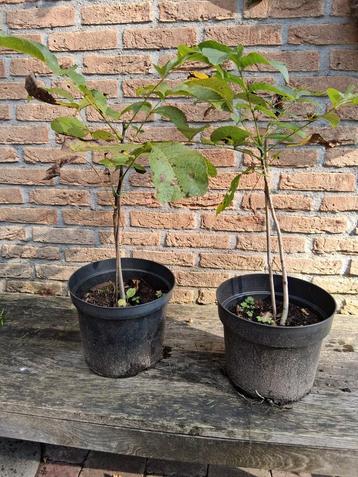 Walnoot boompjes 50 a 60 cm 3 jaar oud  beschikbaar voor biedingen