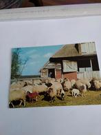 DRENTSE SCHAAPSKUDDE. MET KOOI EN HERDER, Ophalen of Verzenden, Sterren en Beroemdheden