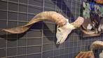 Buffelkop - Longhoorns - Ram schedel - Dieren schedels, Overige materialen, Overige kleuren, Cave & Garden, Verzenden