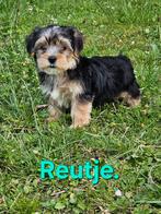 Prachtige Yorkshire terriër pups, Dieren en Toebehoren, Honden | Jack Russells en Terriërs, Yorkshire Terriër, Rabiës (hondsdolheid)