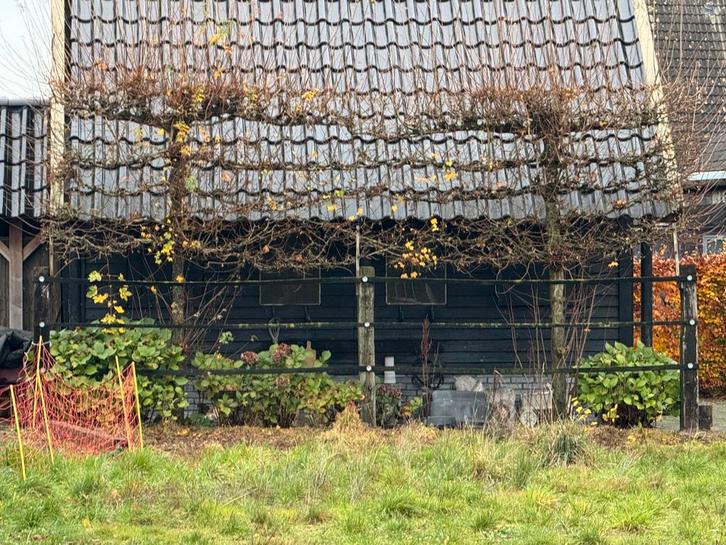 Vijf leibomen, Tuin en Terras, Planten | Bomen, Leiboom, 100 tot 250 cm, Volle zon, Bloeit niet, In pot, Ophalen