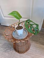 Monstera Esqueleto, Ophalen of Verzenden