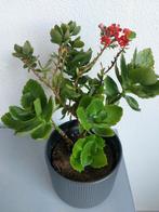 Rode Kalanchoë plant  met IKEA pot 🪴, Ophalen of Verzenden, Zomer, Overige soorten