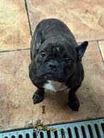 Franse bulldog, Dieren en Toebehoren, Teef, Bulldog, Eén hond, 3 tot 5 jaar