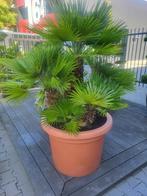 Chamaerops humilis Vulcano, Lente, 100 tot 250 cm, Palmboom, Ophalen