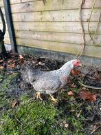 Diverse rassen krielkippen, Dieren en Toebehoren, Pluimvee, Vrouwelijk, Kip