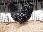 Verse broedeieren wyandotte kriel, Dieren en Toebehoren, Pluimvee, Geslacht onbekend, Kip