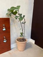 Ficus Tabaksplant met Terracotta Pot, Huis en Inrichting, Kamerplanten, Ophalen, Ficus, Halfschaduw, In pot
